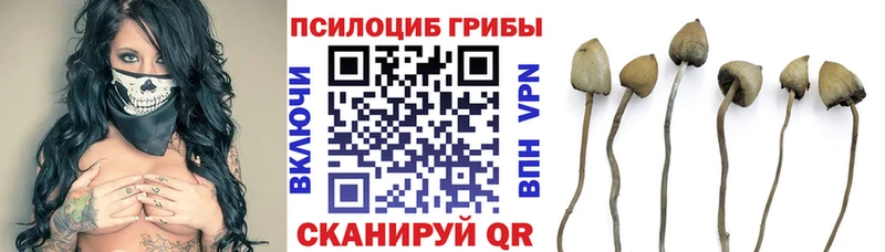 магазин  наркотиков  Петровск-Забайкальский  Галлюциногенные грибы мицелий 